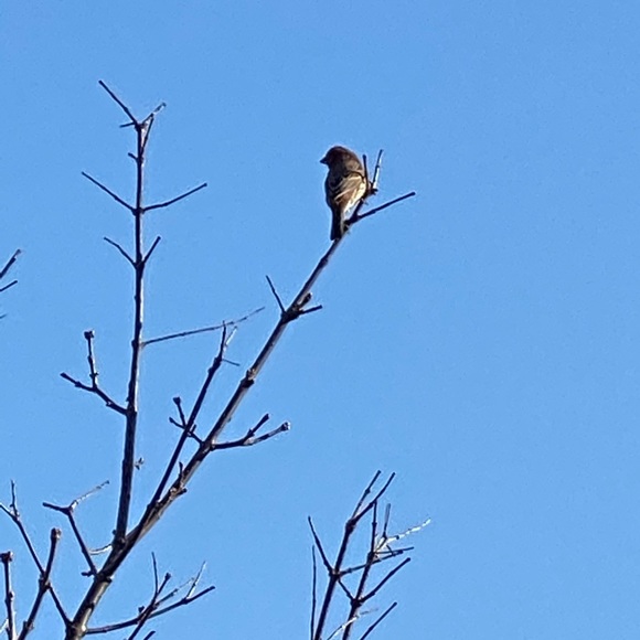 Meet your Posher, Marie - Picture 1 of 1